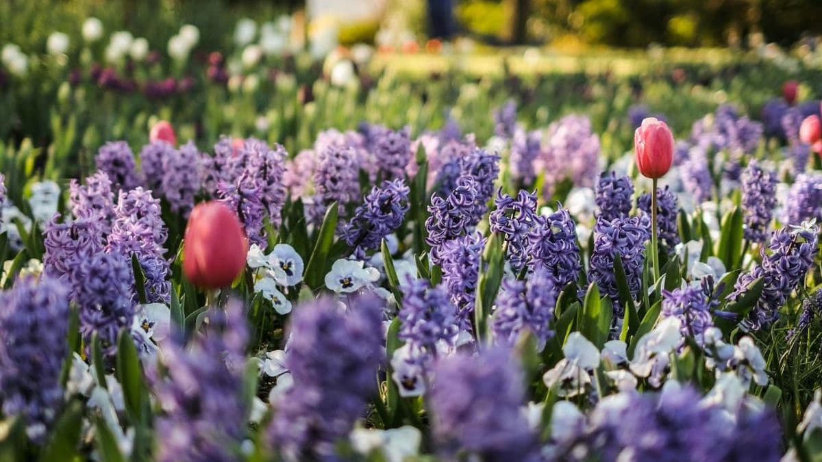 Spring hopes eternal